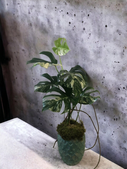 Monstera Variegata