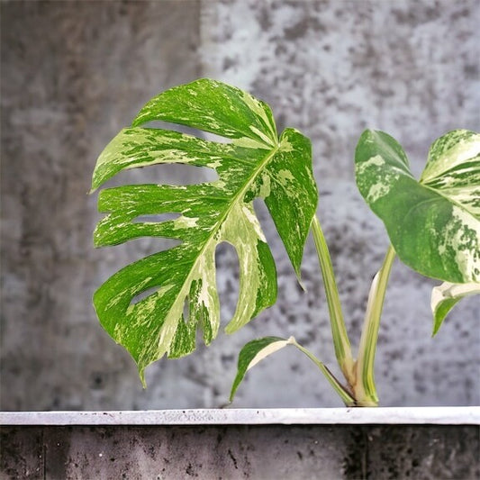 Monstera Variegata